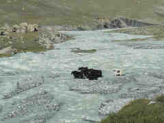 Yaks in the river Tsagan-Gol