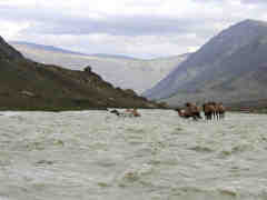 Camels in the river Tsagan-Gol